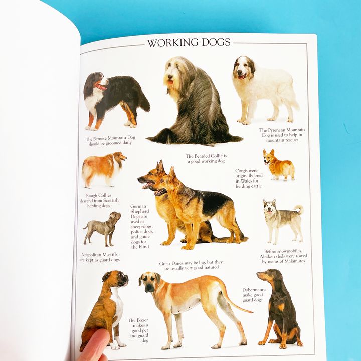 Ultimate Sticker Books