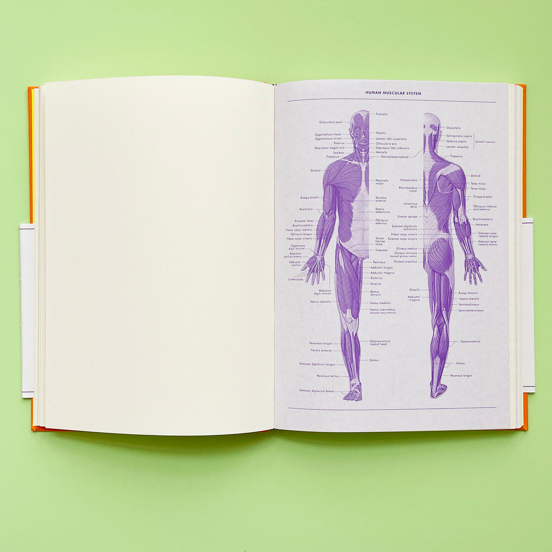 Grids and Guides: A Notebook for Visual Thinkers