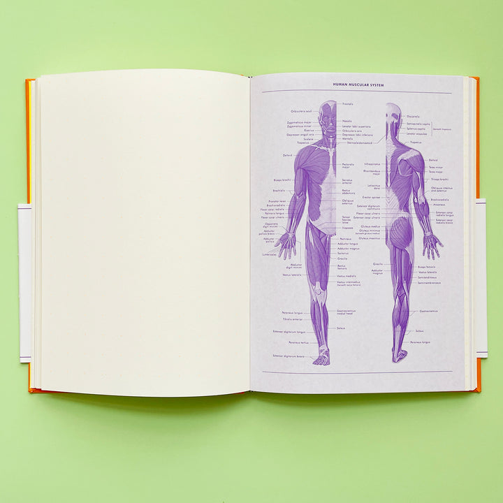 Grids and Guides: A Notebook for Visual Thinkers