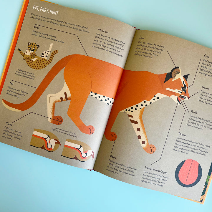 Crazy About Cats