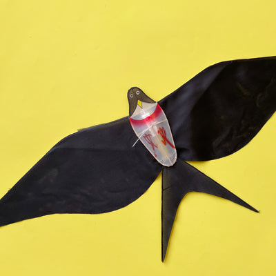 Black Swallow Kite