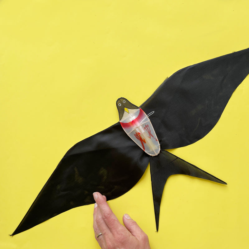 Black Swallow Kite