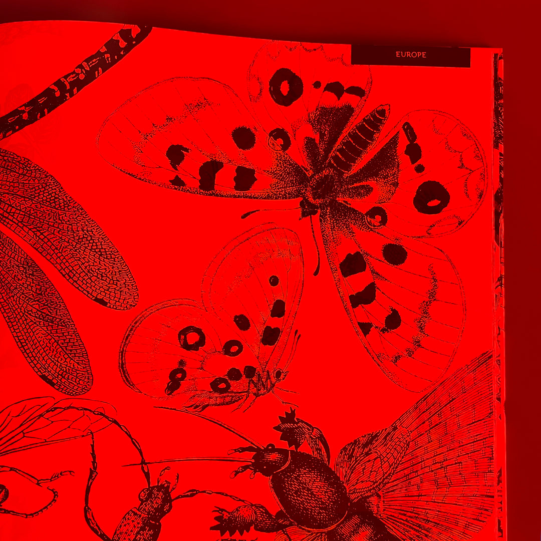 Illumibugs