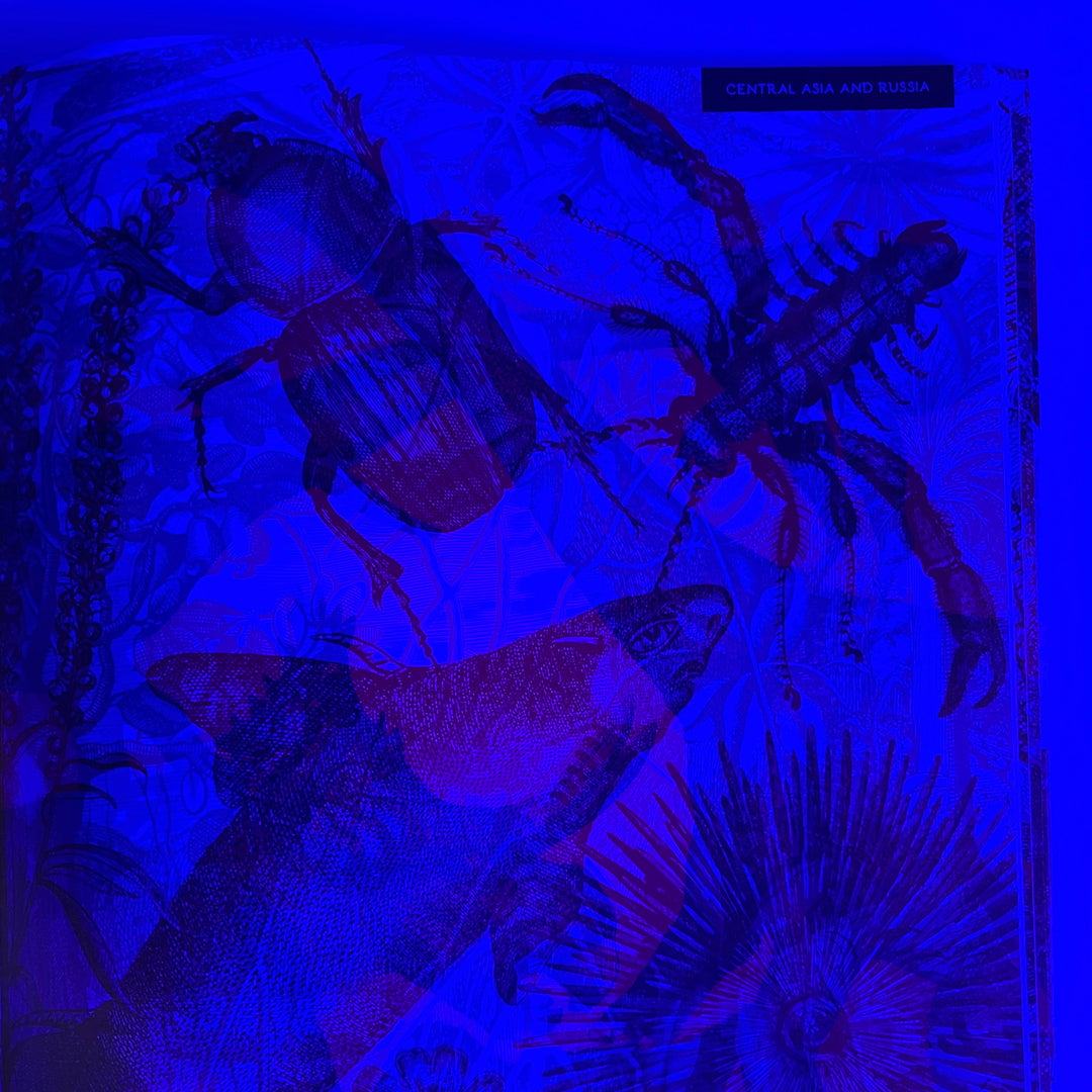 Illumisaurus